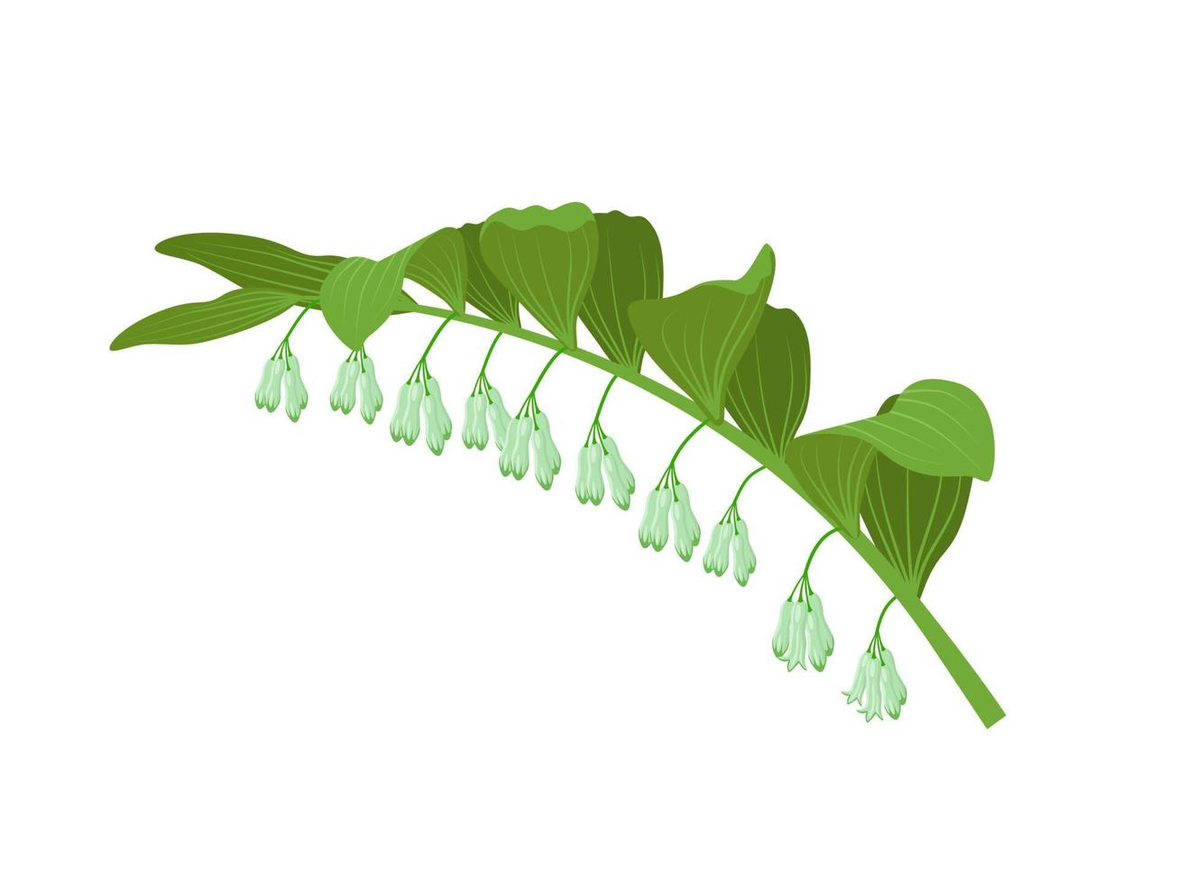 illustration vectorielle, plante de phoque de salomon, nom scientifique polygonatum odoratum, isolée sur fond blanc. vecteur