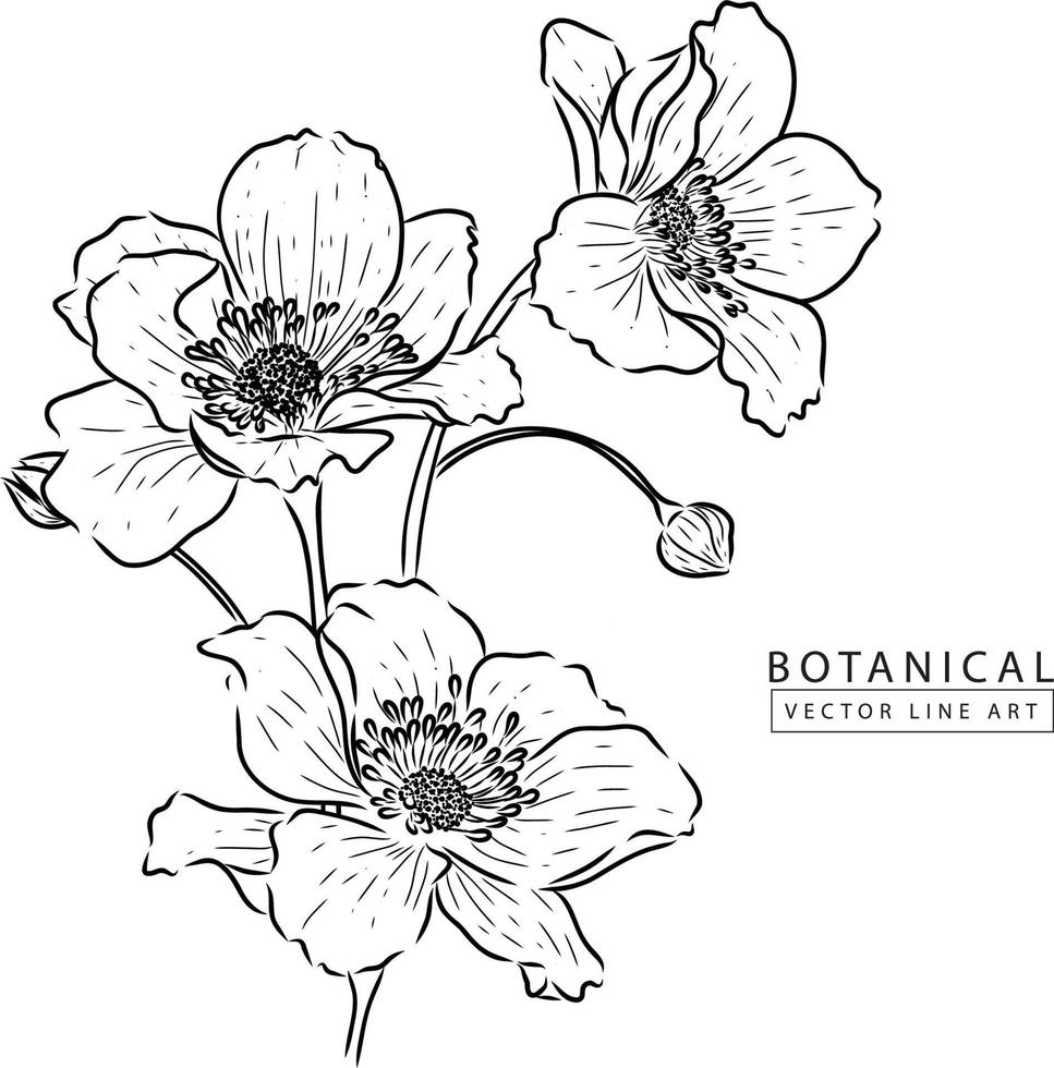 dessin au trait vectoriel botanique, illustration de fleurs dessinées à la main 04