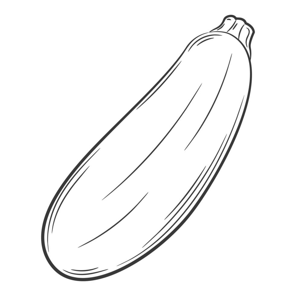 courgettes entières. un légume dans un style linéaire, dessiné à la main. ingrédient alimentaire, élément de conception. lineart. illustration vectorielle noir et blanc. isolé sur fond blanc vecteur