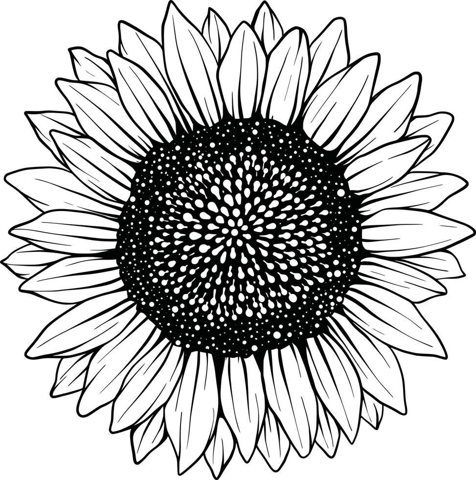 dessin au trait de tournesol dessin vectoriel de fleur de tournesol. illustration dessinée à la main isolée sur fond blanc. croquis botanique de style vintage.
