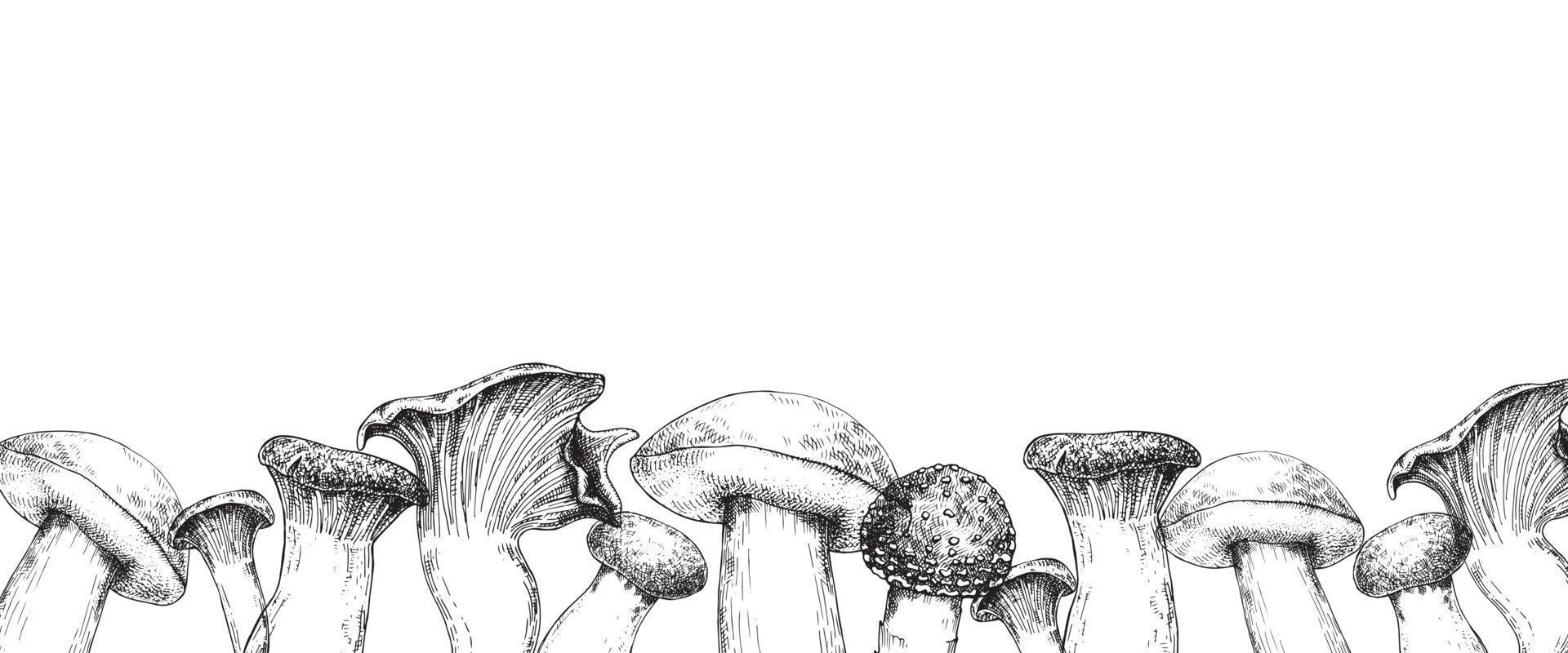 illustration graphique, bordure de champignon de style vintage. dessin de revêtement de champignons forestiers avec hachures isolé sur fond blanc, bordure, cadre, bannière vecteur