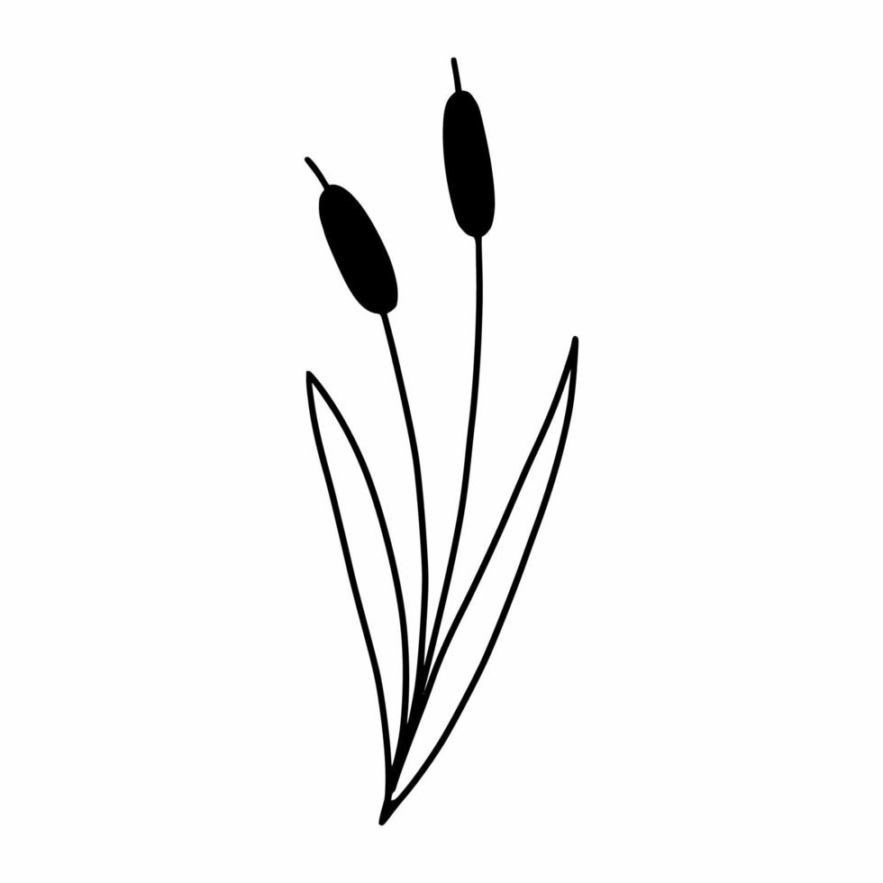 roseaux. illustration vectorielle de griffonnage. plante et herbe. dessin dessiné à la main. vecteur