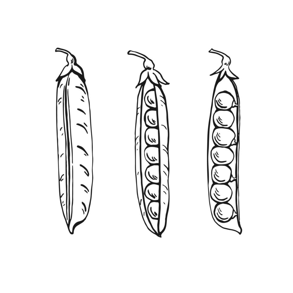 croquis de gousses de pois. Positionner. illustration dessinée à la main convertie en vecteur. illustration d'aliments biologiques isolé sur fond blanc. vecteur