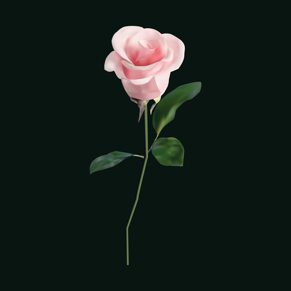 belle rose rose unique isolée sur fond sombre vecteur