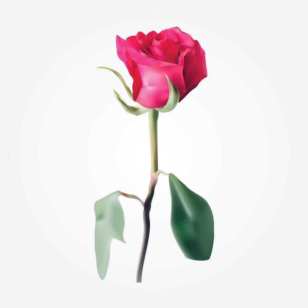 superbe conception de vecteur de fleur rose rouge réaliste magnifique
