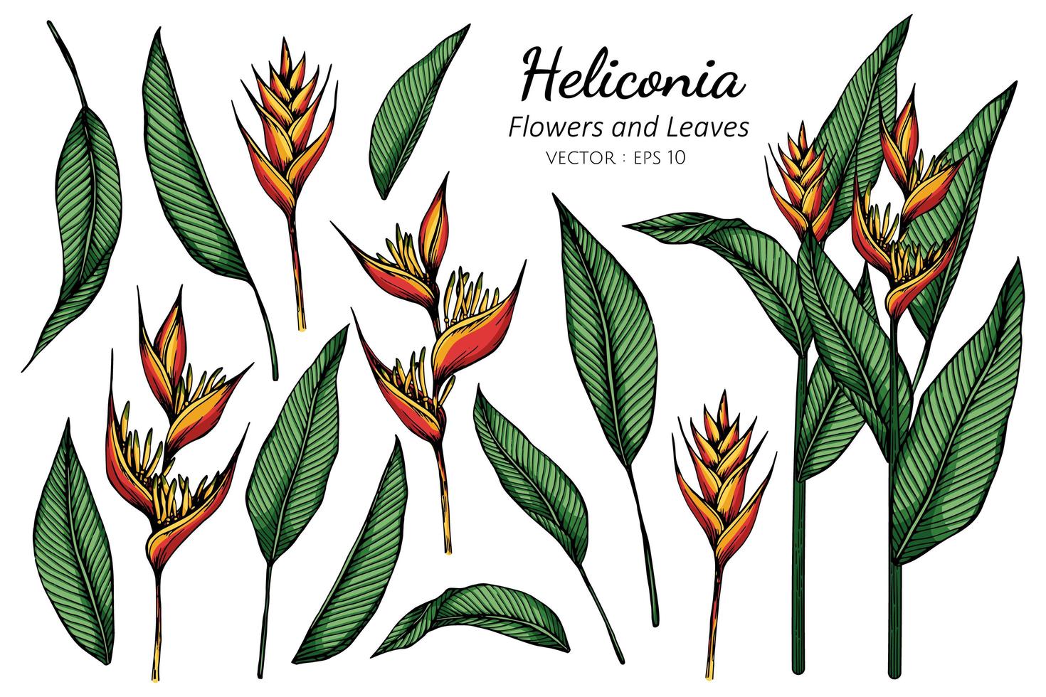 ensemble de fleurs heliconia vecteur