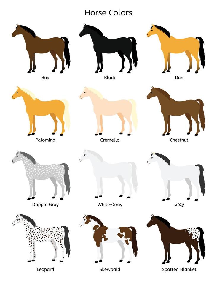 vecteur, ensemble, de, différent, cheval, couleurs vecteur