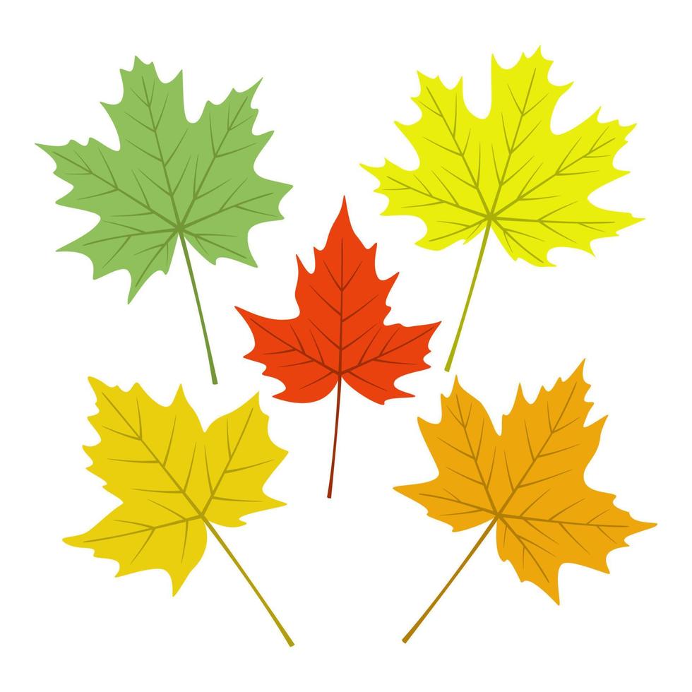 feuilles d'érable colorées, feuille d'arbre d'automne vecteur