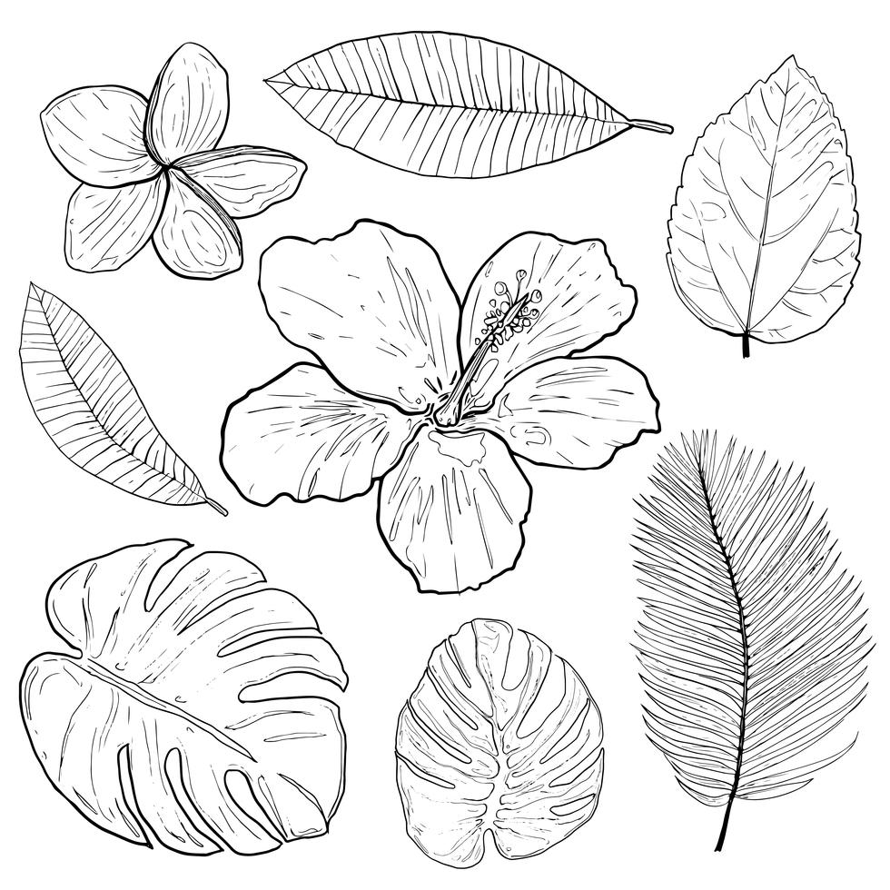 Feuilles et fleurs tropicales doodles main dessin vectoriel. 558298