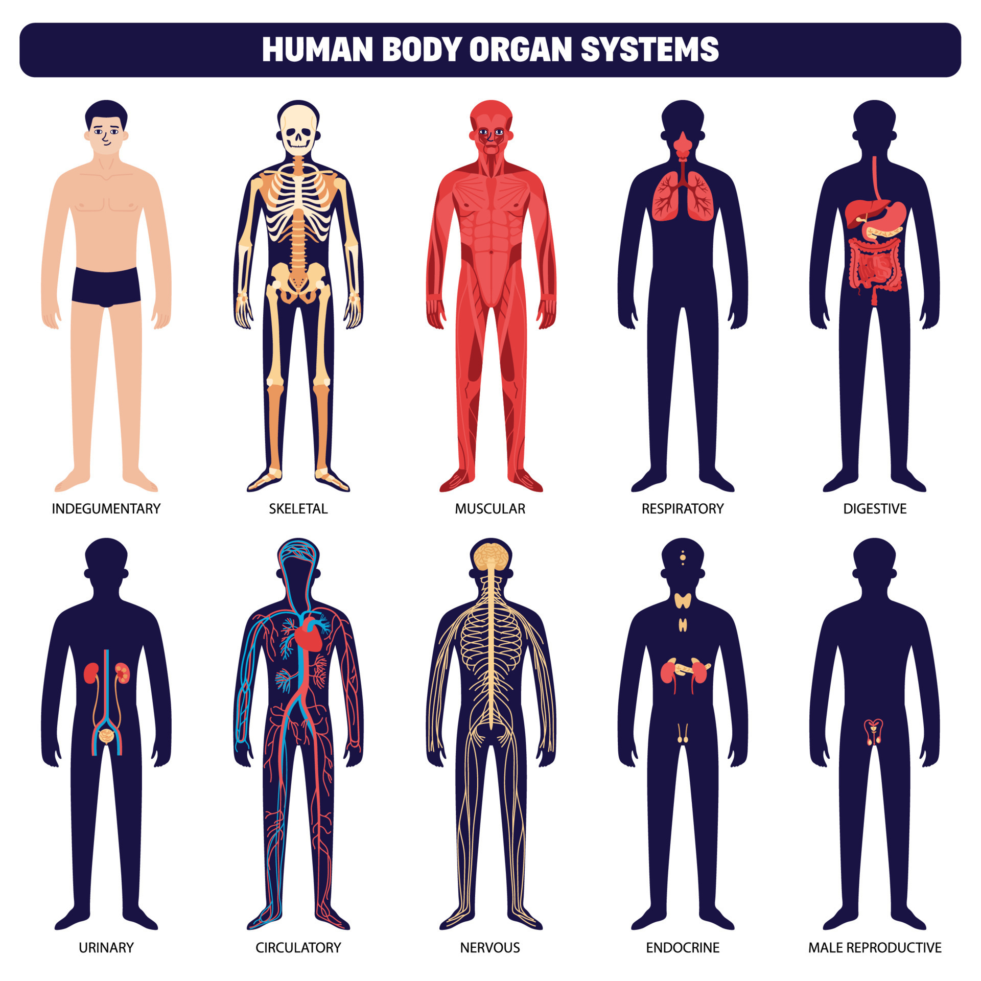 ensemble d'icônes de systèmes d'organes du corps humain 10366590 Art  vectoriel chez Vecteezy