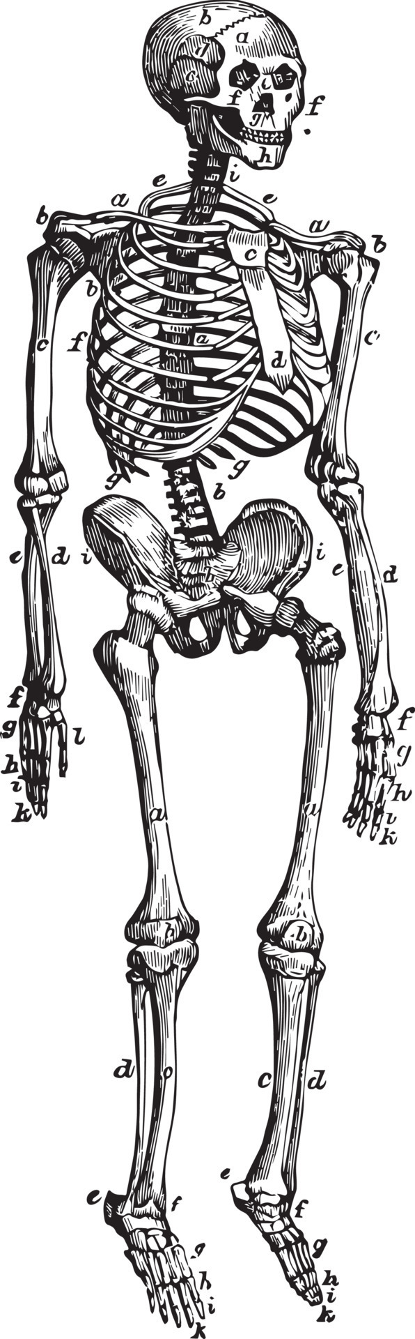 vue de face du squelette humain 1166076 Art vectoriel chez Vecteezy