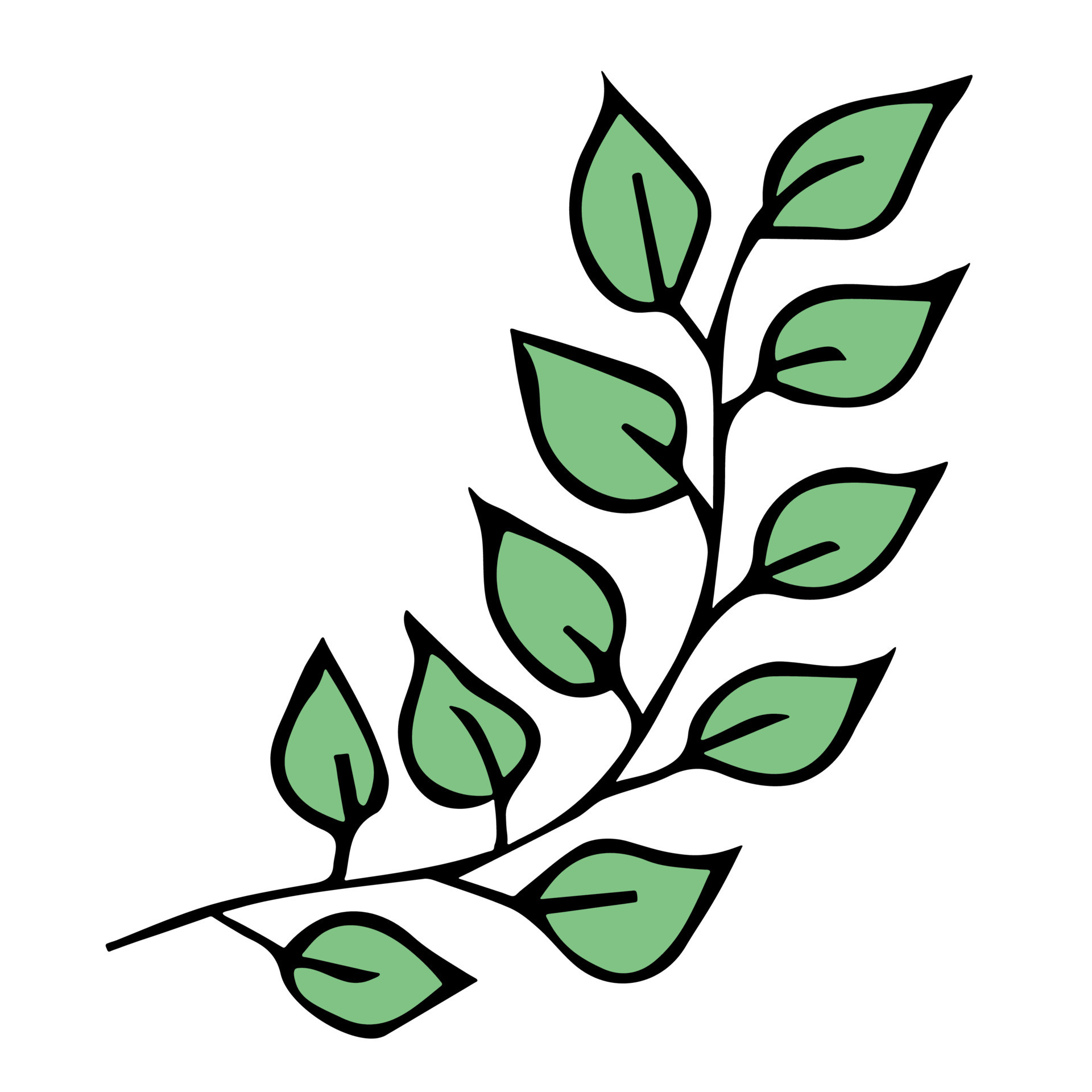 feuille simple dessinée à la main. clipart éco doodle. illustration  botanique 17082574 Art vectoriel chez Vecteezy