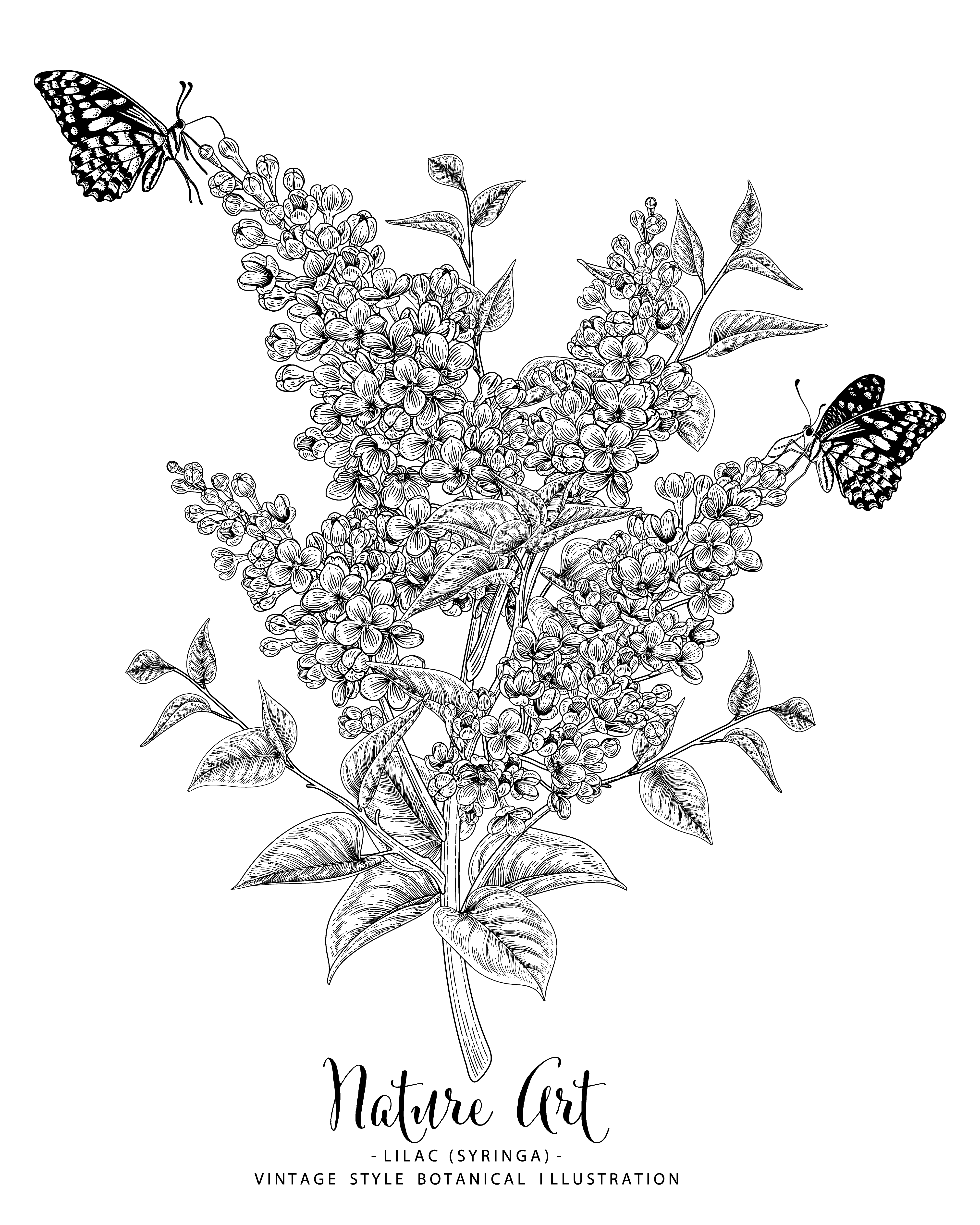 dessins de fleurs lilas ou syringa. 1851298 - Telecharger Vectoriel  Gratuit, Clipart Graphique, Vecteur Dessins et Pictogramme Gratuit