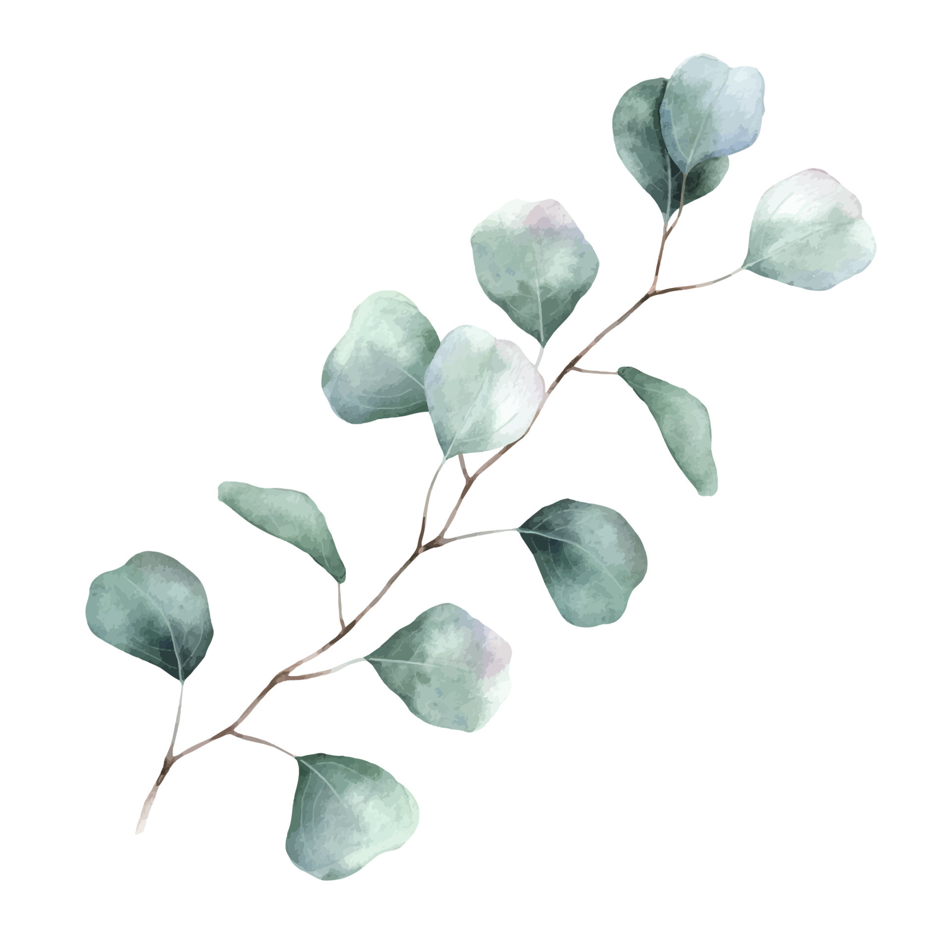Feuille D'eucalyptus à L'aquarelle Et Dollar En Argent D'eucalyptus De  Branche. Illustration Botanique, Isolée
