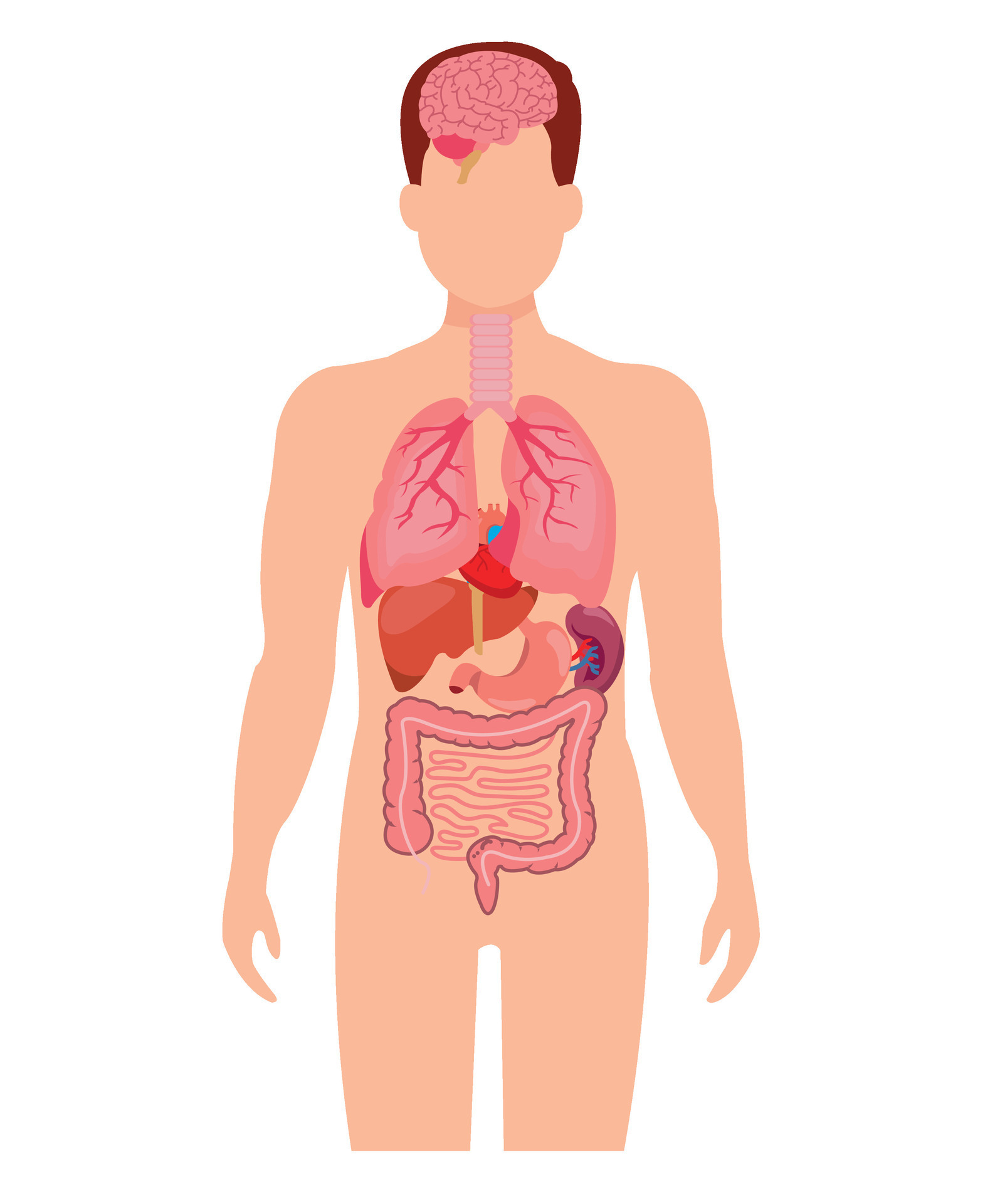 organe interne de l'anatomie humaine avec cerveau, poumons, intestin, cœur,  rein, pancréas, rate, foie et estomac. illustration vectorielle isolée  30722802 Art vectoriel chez Vecteezy