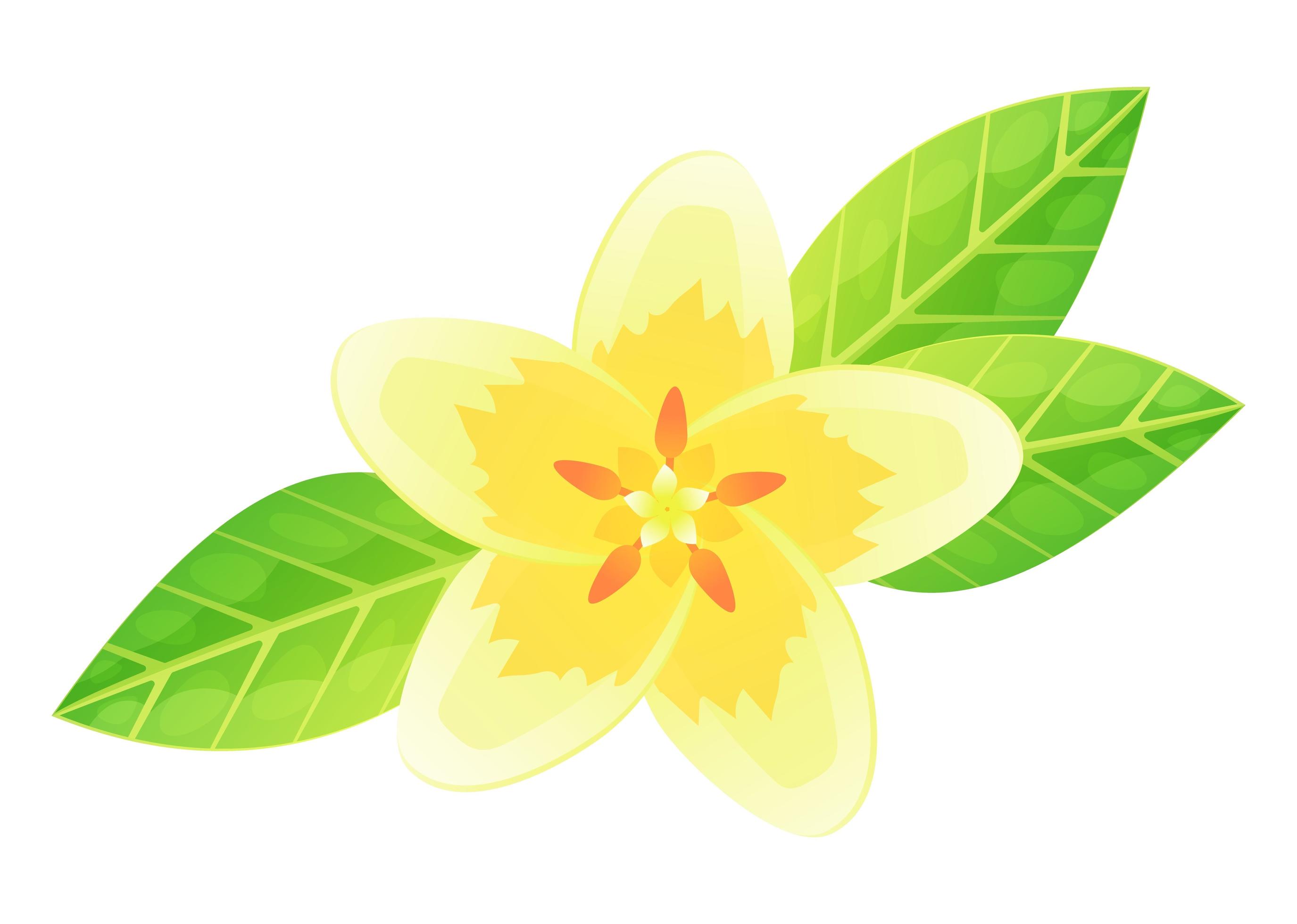 fleur de plumeria exotique. bali ou hawaï. blanc avec pétale jaune 3079890  - Telecharger Vectoriel Gratuit, Clipart Graphique, Vecteur Dessins et  Pictogramme Gratuit