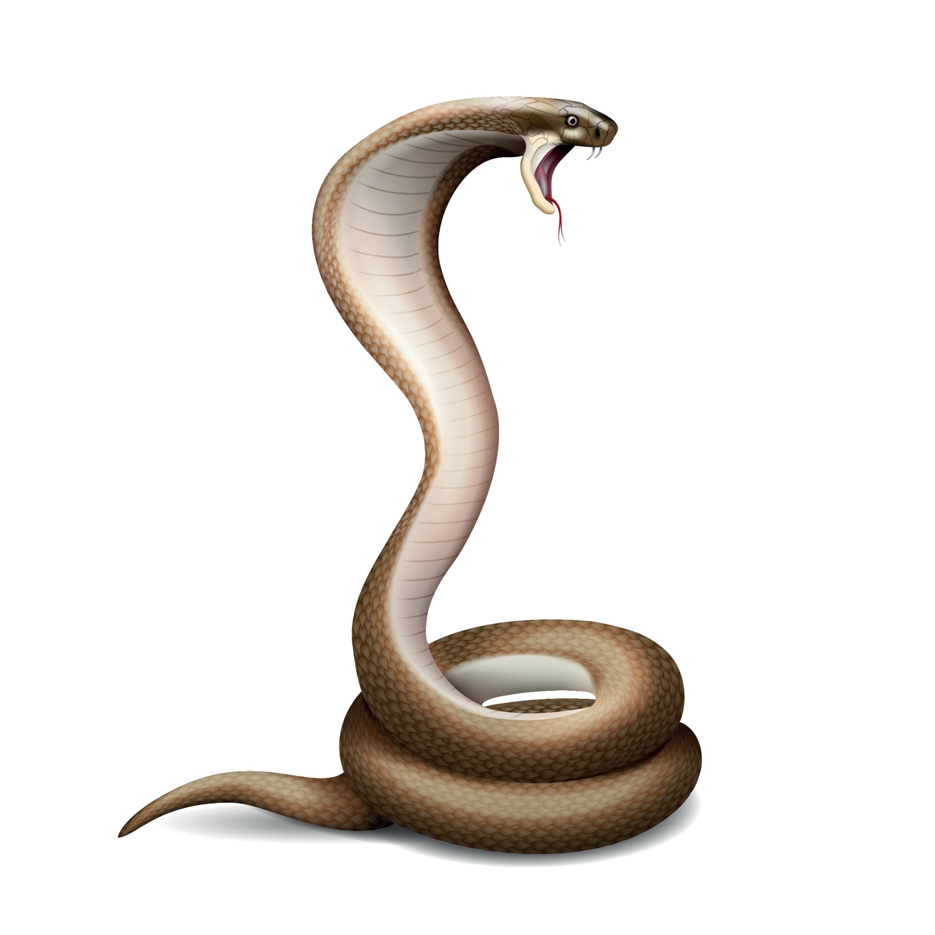 Serpent dessin realiste