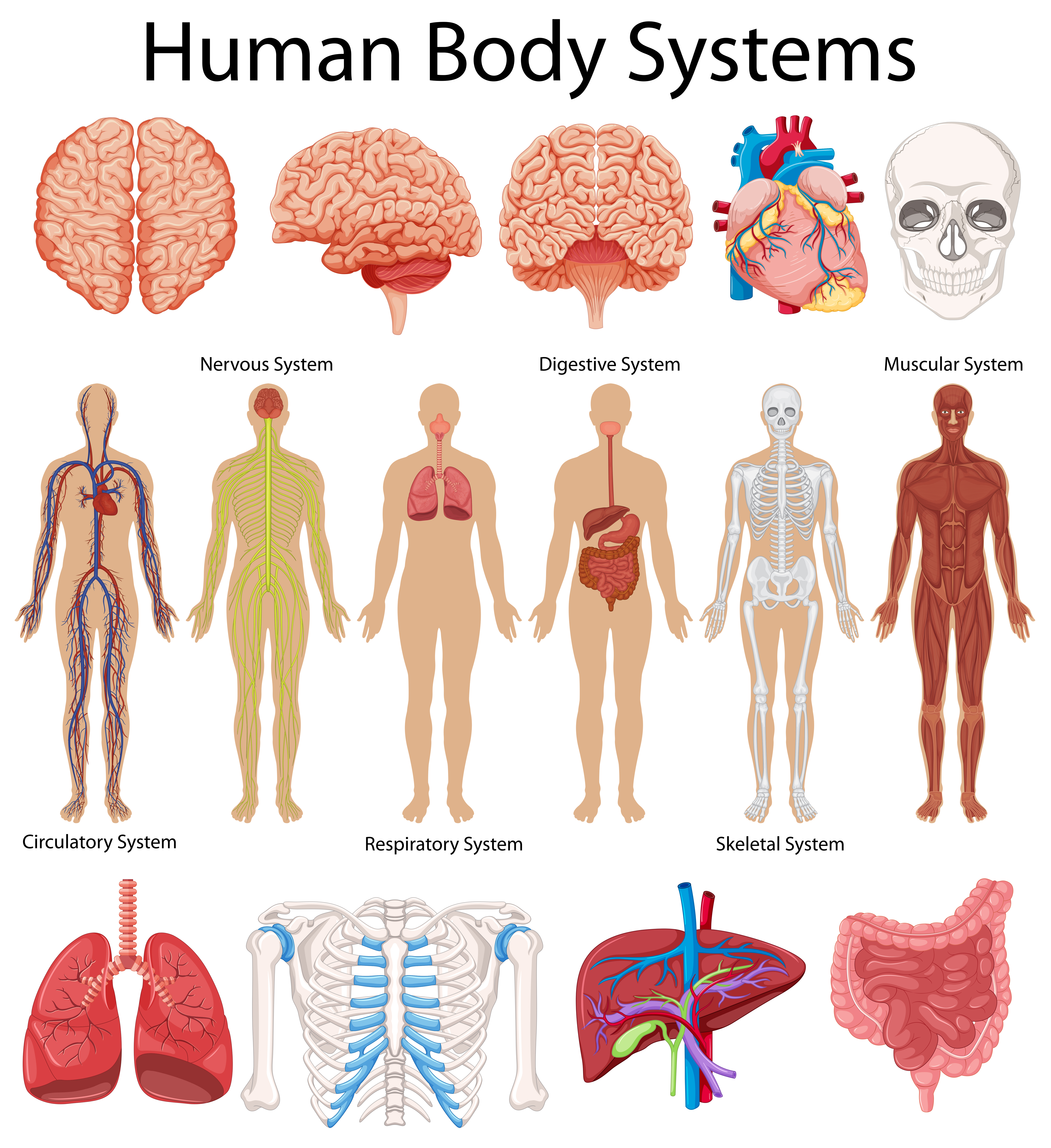 Diagramme montrant les syst mes du corps  humain  