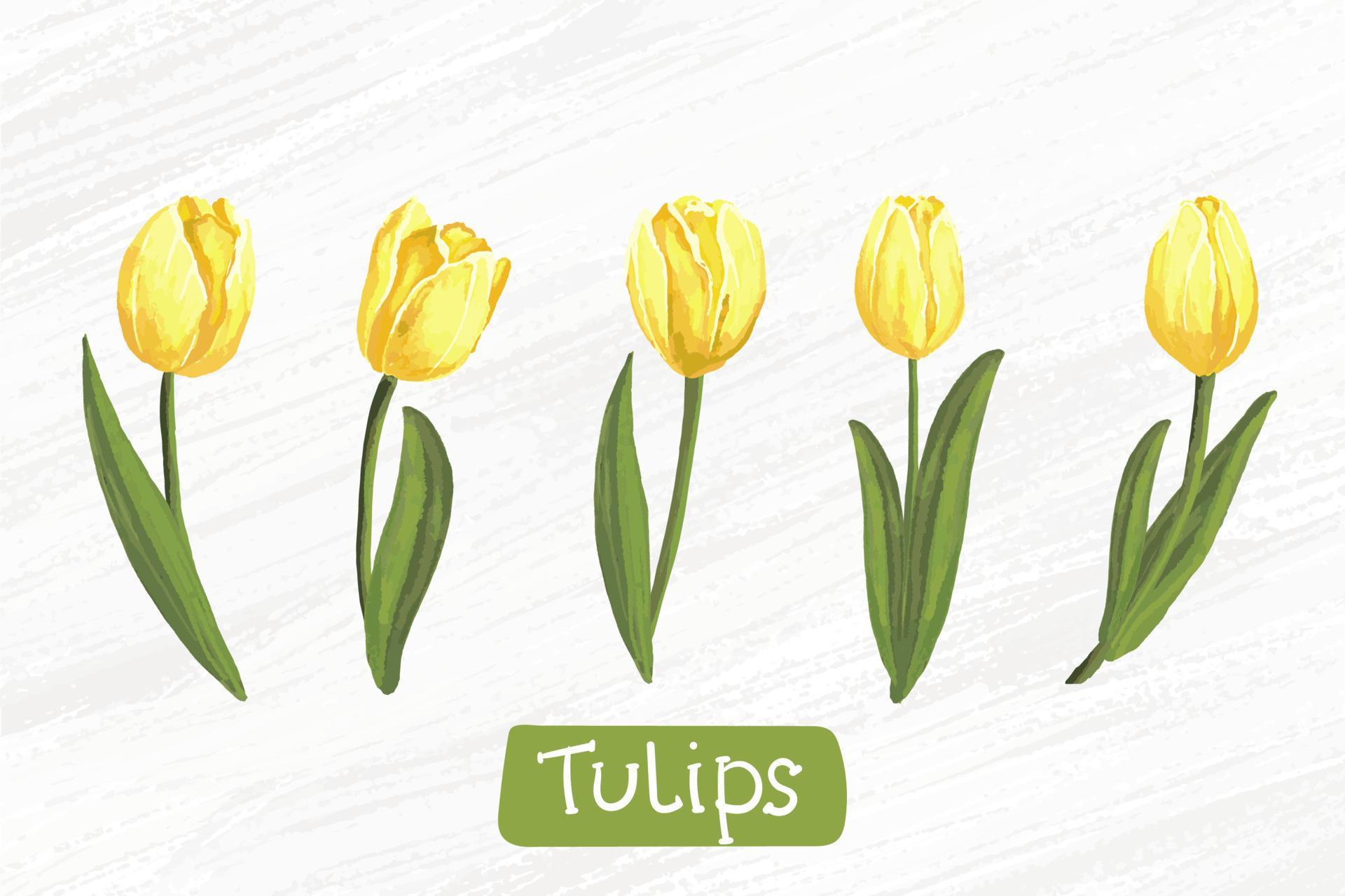 ensemble de tulipes jaunes aquarelles dessin vectoriel à la main 4795370 -  Telecharger Vectoriel Gratuit, Clipart Graphique, Vecteur Dessins et  Pictogramme Gratuit