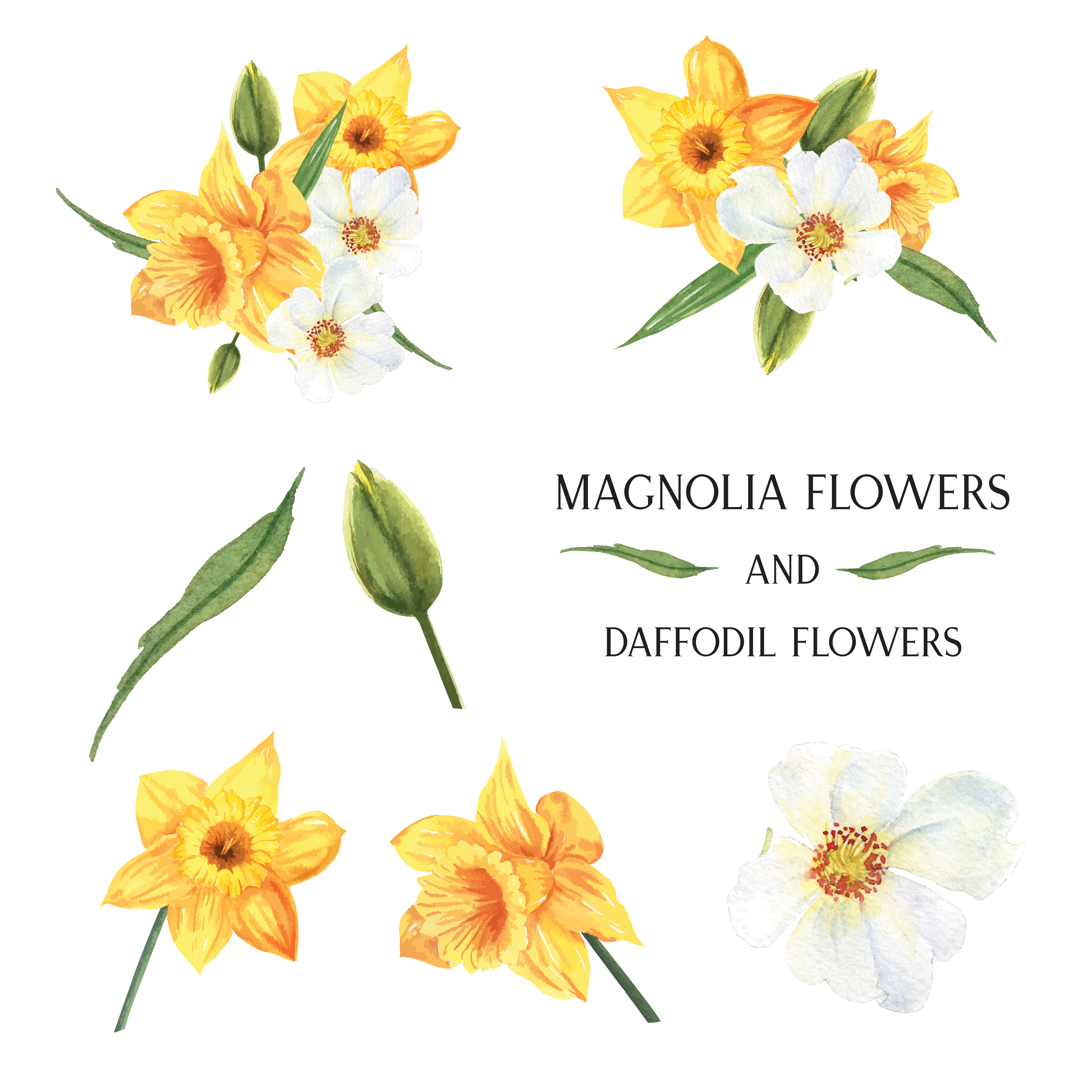 aquarelle isolé jaune fleurs de Magnolia et jonquille fleurs bouquets  floral florals illustration 502436 - Telecharger Vectoriel Gratuit, Clipart  Graphique, Vecteur Dessins et Pictogramme Gratuit