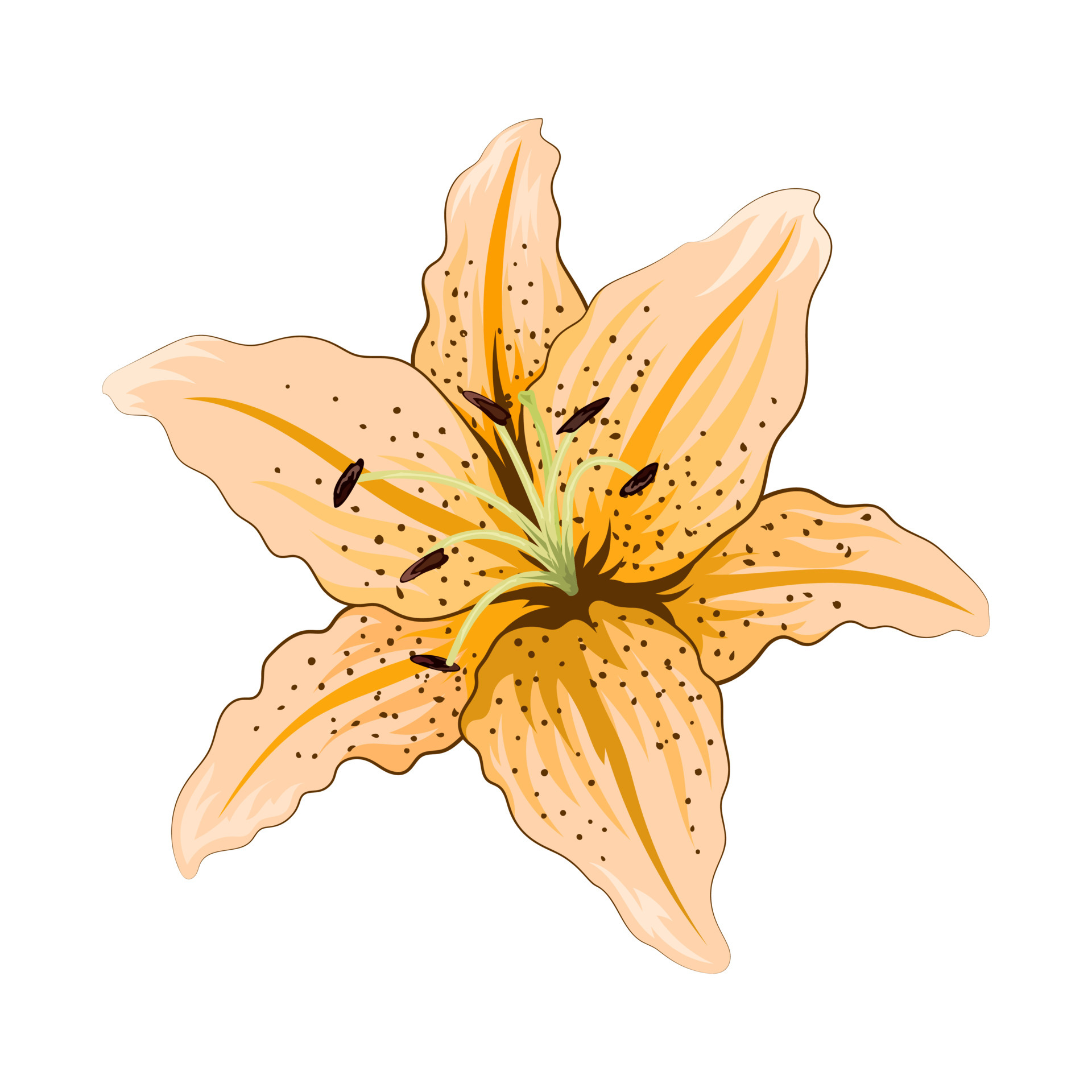 Belle fleur de Lys isolé sur fond blanc 5245163 - Telecharger Vectoriel  Gratuit, Clipart Graphique, Vecteur Dessins et Pictogramme Gratuit