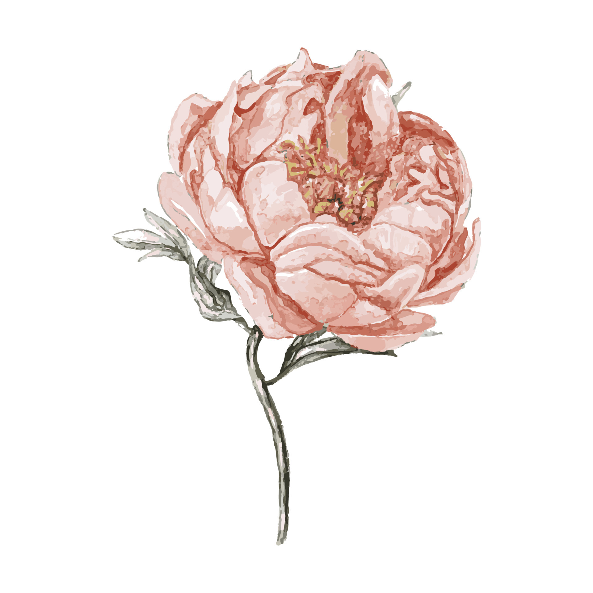 fleur de pivoine beige et rose aquarelle isolé sur fond blanc. élément  floral élégant. élément isolé dessiné à la main pour le logo, les cartes,  les modèles. 5493220 - Telecharger Vectoriel Gratuit,