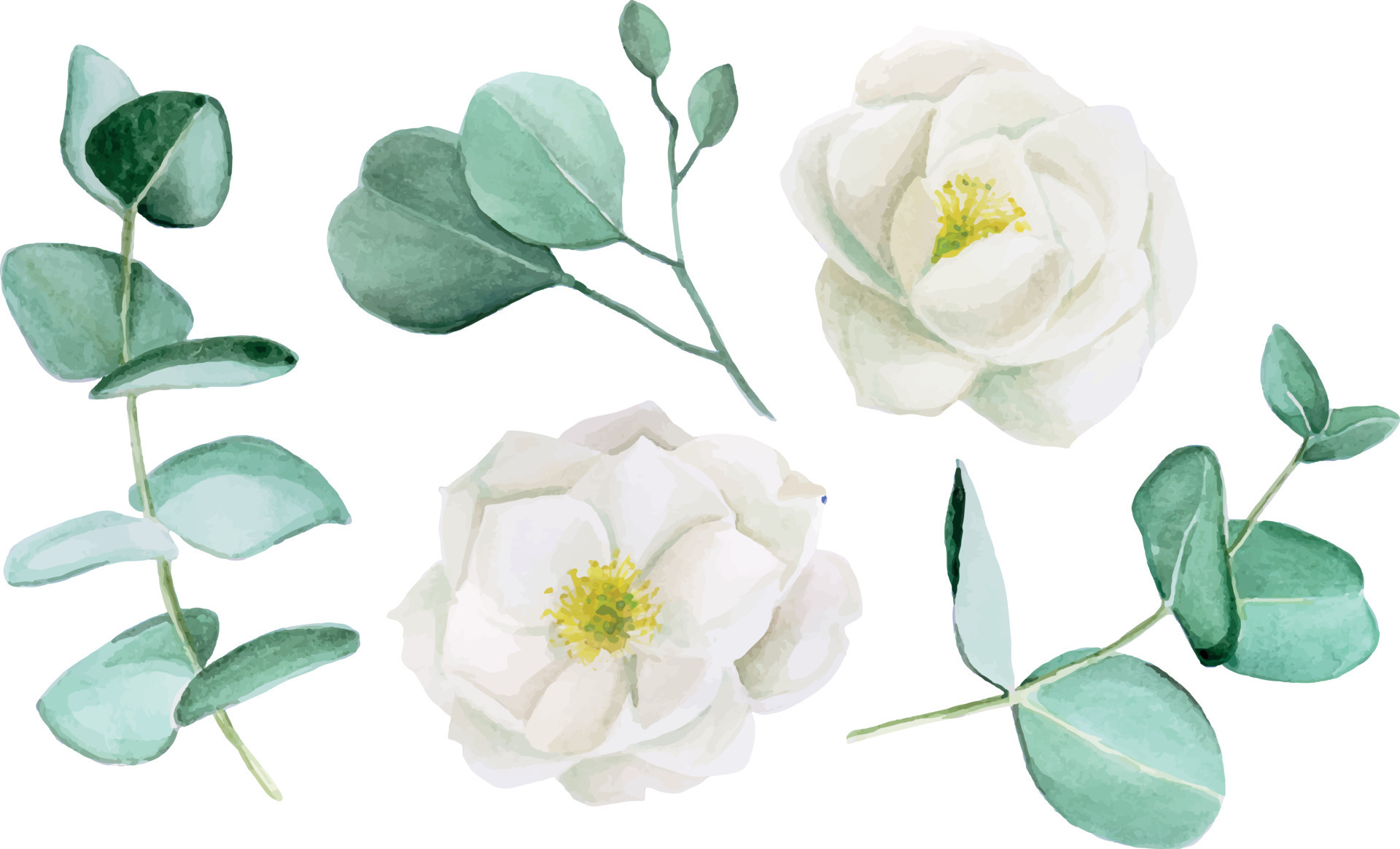 aquarelle dessin fleur d'églantier. ensemble de feuilles d'eucalyptus et de  fleurs de pivoine blanche. dessin doux d'eucalyptus et de fleurs isolés sur  fond blanc. pour décorer les mariages, les invitations 9667483 -