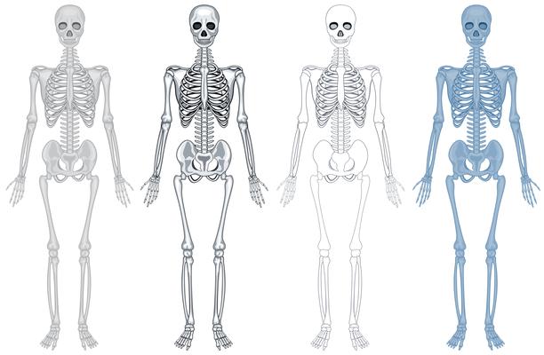 dessin vectoriel de structure de squelette humain 2405175 Art vectoriel  chez Vecteezy