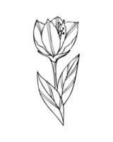 fleur une silhouette de contour de doodle ligne sombre, pas de couleurs, isolée, conception d'éléments. vecteur