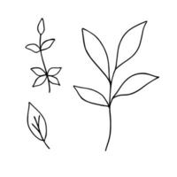 laisse une illustration de concept minimaliste de vecteur de contour simple, branche florale dessinée à la main en ligne mince, élément pour les invitations, cartes de voeux, conception de livret