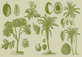 Vieux palmiers à dessin vecteur