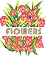 tulipes avec lettres aquarelle dessinée à la main, illustration eps10. pour la conception de t-shirt vecteur