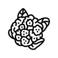chou-fleur, chou, ligne, icône, vecteur, illustration vecteur