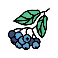 chokeberry berry branche couleur icône illustration vectorielle vecteur