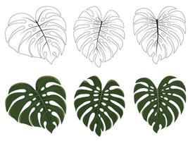 feuilles de monstera de la forêt tropicale vecteur