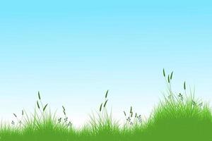 herbe d'été et ciel bleu. champ d'herbe de roseaux vecteur