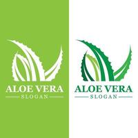 plante verte aloe vera logo vecteur icône symbole de nombreux avantages