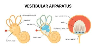 composition de l'anatomie de l'appareil vestibulaire vecteur