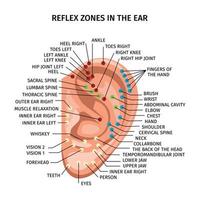 composition des zones réflexes auriculaires vecteur