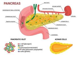 composition infographique plate du pancréas vecteur