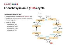 l'infographie biologique montre le cycle de l'acide tricarboxylique ou également appelé cycle de krebs et d'acide citrique pour la production d'énergie comme atp dans la respiration aérobie vecteur