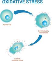 diagramme de stress oxydatif conception d'illustration vectorielle de stock vecteur