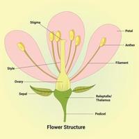 illustration de conception de vecteur de structure de fleur