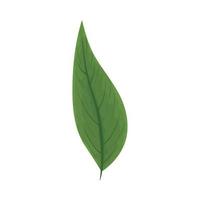 icône de la nature des feuilles vecteur