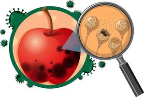 pomme décomposée non comestible avec moisissure vecteur