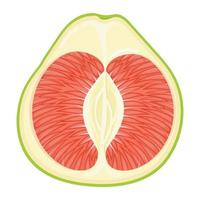 fruit de pomelo moitié rouge exotique frais et lumineux isolé sur fond blanc. fruits d'été pour un mode de vie sain. fruits bio. style bande dessinée. illustration vectorielle pour toute conception. vecteur