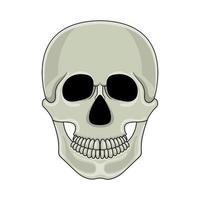 crâne de dessin animé isolé sur fond blanc. crâne humain de dessin animé avec mâchoire. illustration vectorielle pour toute conception. vecteur