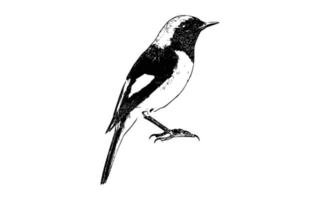 croquis noir et blanc d'un oiseau canari assis vecteur