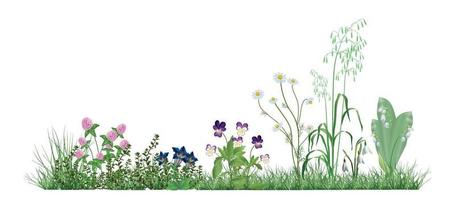 illustration avec des herbes et des fleurs des champs vecteur