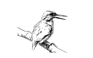 croquis noir et blanc d'un oiseau canari assis sur une branche vecteur